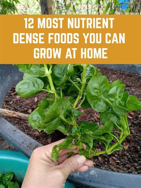 Growing Nutrient Dense Food 